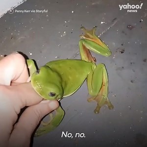 44M views · 118K reactions | This frog got just a little bit too hungry when a woman fed him a small bug. | Yahoo Lifestyle Australia | Facebook