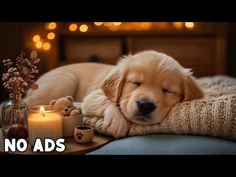 12 Hours of Dog Calming Music 🐶 Separation Anxiety Relief 🎵 Soothing Sleep Music for Dogs 🍂