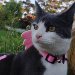 katana_rage - Twitch