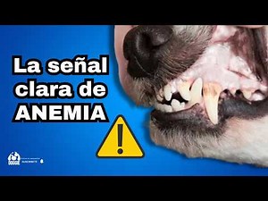 Cómo saber si tu perro tiene ANEMIA 🩸 y qué hacer YA