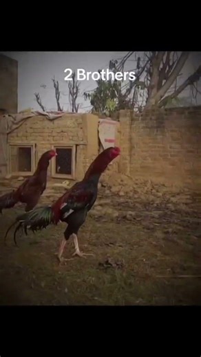 Powerful Aseel Roosters Fight | Pure Desi & Vilayati Aseel Battle | Strongest Aseel Roosters Action
