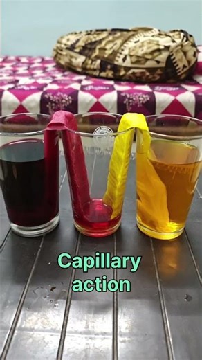 Walking water, Capillary action #experiment #science #shorts #school #education #funscience