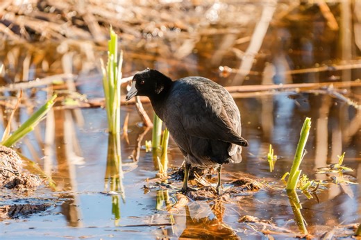 All photographed at the Humboldt Bay National Wildlife Refuge. | Eel River Valley Wildlife