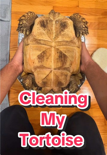 Cleaning My Tortoise: Tips for Pet Owners