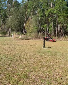 7K views · 202 reactions | Knocking down last year’s wildflower stand so some new ones can emerge. | Hollis & Nancy's Homestead | Facebook