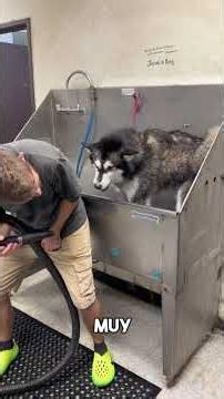 Flea bath and grooming for a big dog #foryou #english #cleaning #husky #dogs