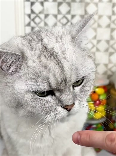 Adorable Cat Moments That Will Melt Your Heart