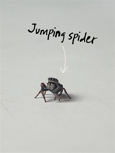 Let’s set up a home for a jumping spider using our ProRep Creature Kit. A great starting point for any small arboreal invert, making it easy to create a secure, natural and enriching setup from day one. #ProRep #CreatureKit #JumpingSpider #ArborealInverts #InvertKeeping #ArachnidKeeping #SpiderSetup #InvertEnclosure