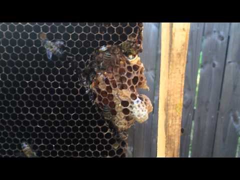 Transplanting Queen Cells