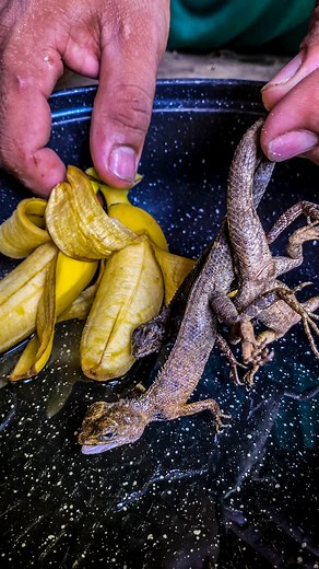 20K views · 168 reactions | How To Make Lizard Trap And Cooking With Banana #lizard #reptile #reptiles #reptilesofinstagram #lizardsofinstagram #lizards #gecko #reptilelover #beardeddragon #nature #animals #pet #petsofinstagram #pets #geckosofinstagram #exoticpets #reptilekeeper #geckos #wildlife #animal #leopardgecko #beardeddragonsofinstagram #crestedgecko #dragon #lizardlover #iguana #snake #reptilelove #herpetology #beardeddragons | Tasty Wilderness Food | Facebook