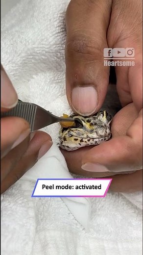 Gecko Gets Eyecaps Removed 👀 Incredible Shedding Rescue!