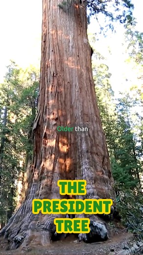 10K views · 162 reactions | The President Tree in California’s Sequoia National Park is 3,200 years old, fireproof, and still growing. Once a seed among ashes, it became Earth’s second largest tree. NatureWonders#GiantSequoia#OldestTrees#ThePresidentTree#AncientNature#DidYouKnow#HistoryFacts#DocumentaryShort Read more:https://www.ancient-origins.net/ancient-places-americas/not-biggest-not-tallest-not-widest-so-what-makes-giant-sequoia-president-021389 | Ancient Origins | Facebook