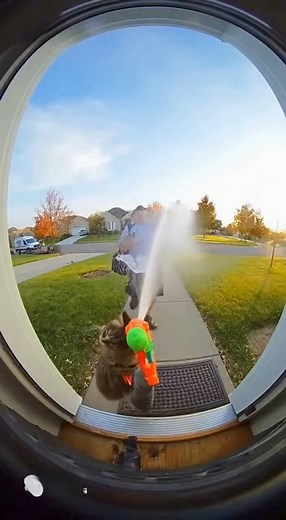 7.8K views · 18 reactions | OMG 﫣 What did my cat do to the Mailman? 藍 Cat videos for you. #cat #catvideos #catfunnyvideos #viralvideo | Cat Funny Videos | Facebook