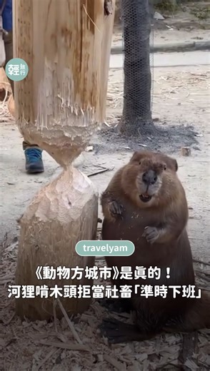 📍《動物方城市》是真的！河狸啃木準時下班 ，網笑：牠也拒絕加班 位於日本福岡的 Torius Petting Zoo ，住著一隻人氣爆棚的小河狸「Muku」。牠曾靠一張小小的嘴和門牙，就把一根粗木頭啃成彷彿兩端鉛筆尖相接的藝術品，讓人看了嘆為觀止。 - 日前，Muku 再度上演牠的招牌表演，專心狂啃一根幾乎就要斷裂的木頭。就在大家以為「精彩結局」即將出現時，牠卻在閉園前3分鐘默默轉身離開，網友見到這幕笑稱，原來不只人類會盯著時鐘下班，河狸也懂得什麼叫準時打卡、拒絕加班。 - 📍地點：Torius Petting Zoo （トリアスふれあい 動物園） 📷影片來源： @mu_mu_mu_101 | 輕旅行