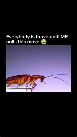 Movies | Memes | Streamers on Instagram: "This hilarious clip turns a simple flying roach encounter into a full-blown horror-comedy monologue. It jokes that regular roaches aren’t terrifying enough, so the flying ones take it as a personal mission to humble every human in the house. One second you’re calm and confident, the next you’re sprinting like an Olympic athlete while an “armored nightmare” zigzags through the air like a drunk helicopter. The exaggerated description makes the chaos feel c