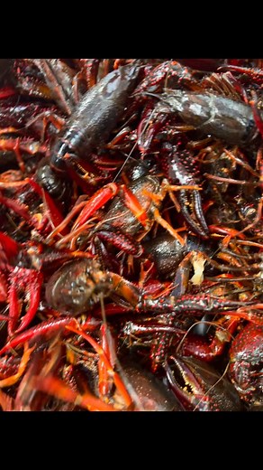 64 reactions · 16 comments | Crawfish season is here - love 'em or leave 'em! 襤襤襤 | Big EZ Seafood and Oyster | Facebook