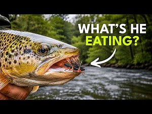 How to Fish Hoppers, Ants & Cicadas — Summer Fly Fishing for Beginners