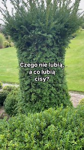 🌿 Cisy – sekrety ich pielęgnacji 🌿 Cis to król elegancji w ogrodzie, ale żeby zachwycał swoją formą, trzeba wiedzieć, czego potrzebuje, a czego absolutnie nie znosi!👇 ‼️ Czego NIE lubią cisy? • Podmokłej gleby – cisy kochają wilgoć, ale nie lubią „mokrych nóg”. • Kwaśnego podłoża – marzą o glebie o zasadowym odczynie, więc zadbaj o odpowiednie pH. 👍A co cisy UWIELBIAJĄ? • Przepuszczalną, żyzną ziemię – dodaj kompost lub dobrze przekompostowany obornik, a odwdzięczą się bujnym wzrostem. • Naj