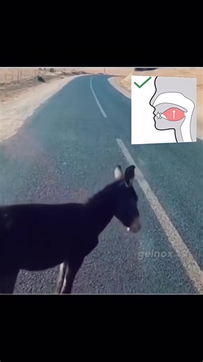 gelnox (@gelnox)’s videos with original sound - gelnox