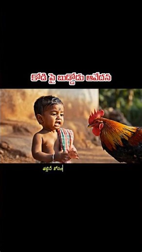 kodi pi balludu avedhana #telugu #telugucomedy #viral #trending #jokes #telugumemes #memes #funny