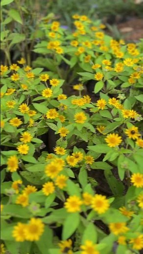Bunga Matahari Mini siap tanam siap kirim kemana saja