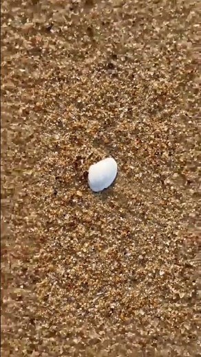 Mystery Shell: Which Animal Made this??