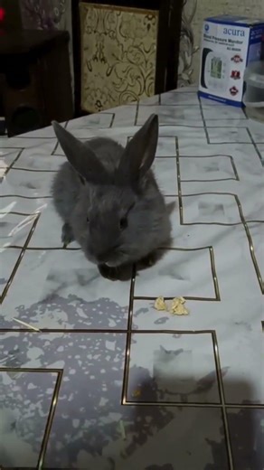 My Rabbit Is Eating Chicken?! 🐰🍗 😳 This Shocked Me