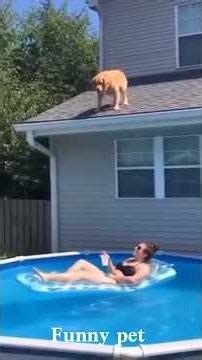 Cutest Cats Doing Funny Things 😹🐾 #Shorts#dog