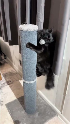 "Stop Cat Scratching: Solve It with the Right Height Scratching Post! 🛋️ #CatTips #ScratchSolution"