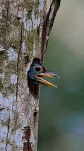 28K views · 2.3K reactions | Amazing nature | Nature And Wildlife | Facebook