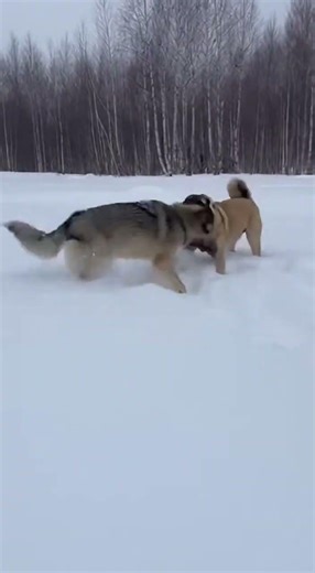 Wolf vs. Dog: Epic Snow Battle! | Ultimate Predator Encounter