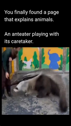 Explain Animals | Anteaters are fascinating animals with long, tube-shaped snouts and tongues that can stretch up to 60 cm to slurp up ants and termites.... | Instagram