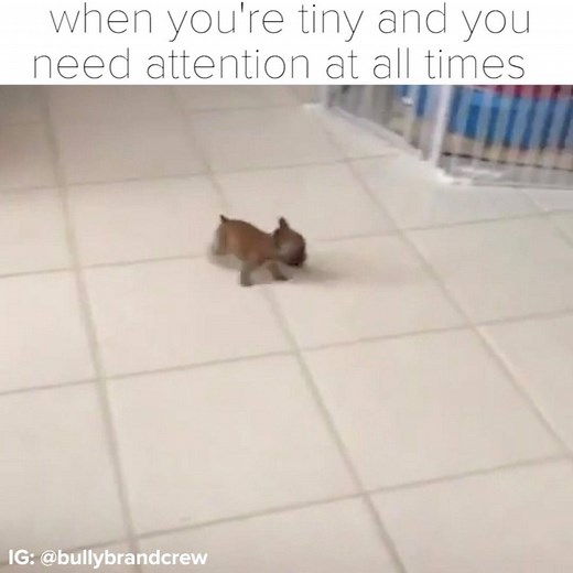 I need attention at all times | BuzzFeed Animals