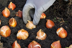 Why Fall Is An Important Season For Gardening