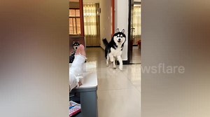 Dogs mimic their injured owner by walking around with a limp