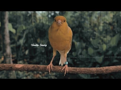 The Most Sought-After Canary Sound for Bird Lovers! You Must Have This Audio! 🦜🔊