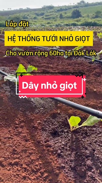 Hệ thống tưới nhỏ giọt - Giải pháp tưới cây hiệu quả