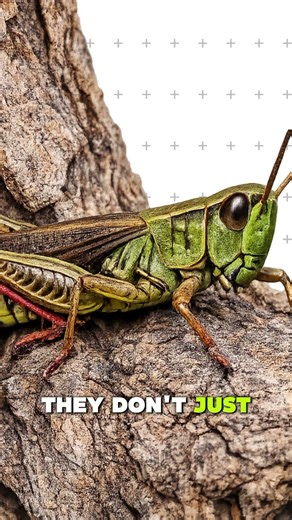 Tiny but powerful 🦗🔥Watch this grasshopper in action—nature never stops amazing!