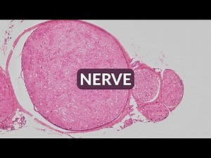 Histology Made Easy: CROSS SECTION OF NERVE at 40x,100x, 200x and 400x magnification