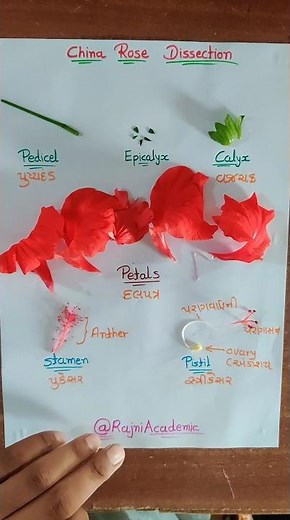 #flowers #chinarose #botany #partsofflower #experiment #botanystudent