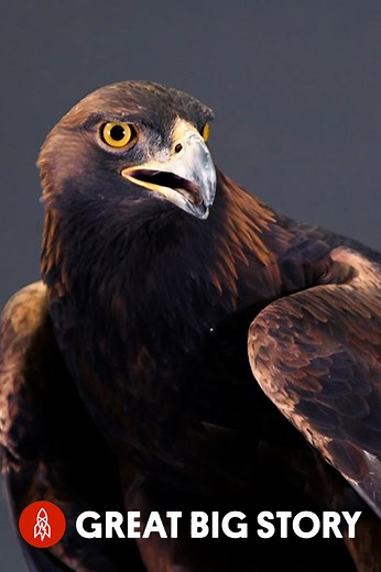 Der majestätische Steinadler, Geschwindigkeit, Überleben und Schutz