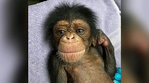 Chimpanzee mother embraces newborn baby after two days apart