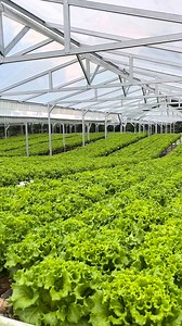 Saat ini Hidroponik sudah menjadi opsi bisnis yang cukup menjanjikan. Banyak orang yg akhirnya mencoba peruntungan untuk berbisnis hidroponik. Namun dari banyaknya orang yang memulai hidroponik banyak juga yang akhirnya terpaksa gantung pipa/bangkrut. Nah jika menurut kami faktor terbesar adalah gagalnya petani dalam menyikapi siklus harga yang fluktuatif. . Kalo menurut kalian, kenapa ada petani hidropinik yg gantung pipa/bangkrut? . Coba tulis di kolom komentar ya.. . #hidroponik #semarangbert