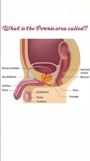 Penis | Description, Anatomy, & Physiology