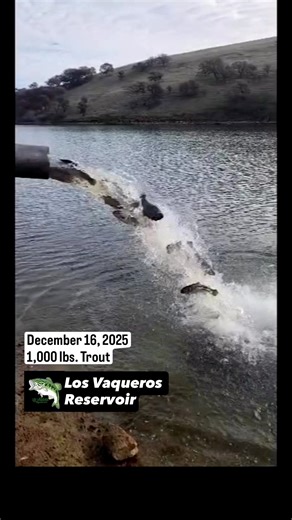 Los Vaqueros Reservoir | Trout Plant 🎣 1,000 lbs. 🎣 December 16, 2025 🎣 #LosVaquerosReservoir #TroutFishing #MtLassenTrout | Instagram