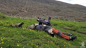 Wild Marmots Approach Hiker And Lick His Face