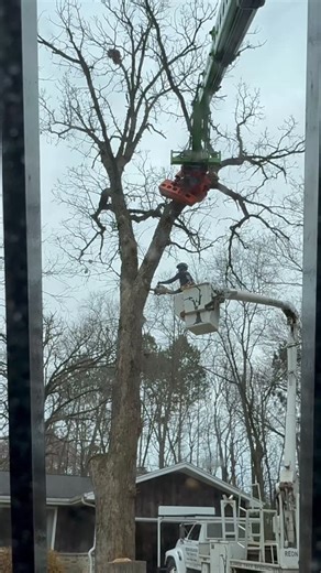 Reon Rounds on Instagram: "This work flow makes me smile every time!😁 @hilliard_zach @felipevera8183 @spence.baldwin @colton.davi5 @woodcracker_westtech @merlogroupamerica @palfinger_usa_treemek @avanttecnousa @banditchippers #reels #instagram #wisconsin #treelife #madison #treeworker #worksmarternotharder @altecinc"