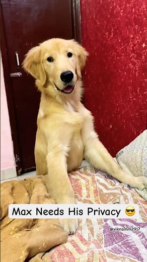 "Max Needs His Privacy 😎 | Hilarious Dog Moments"