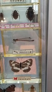 アオイトトンボの標本 少し見にくい 見えにくいです、