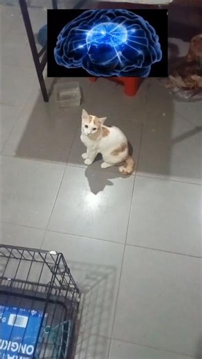 You Didn't Have To Cut Me Off Comedy Cat Kitten Prank • [ Episode 1 ] • [ 01062026_224002 ]